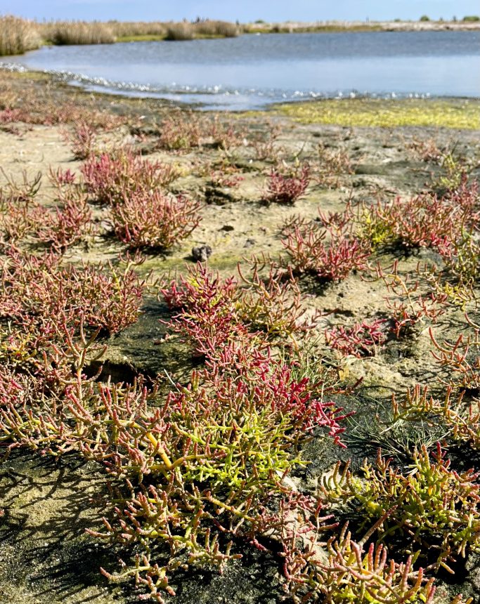 Uferlandschaft mit niedrigen Pflanzen und Fluss im Hintergrund.